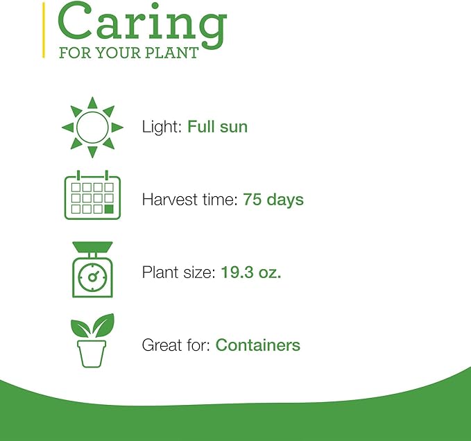 Bonnie Plants Green Bell Pepper Live Vegetable Plants - 4 Pack, Non-GMO, 2 - 3 Ft Plants, 4.5 x 4 Inch Pepper Size