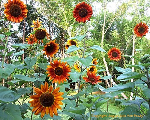 Non GMO Bulk Autumn Beauty Sunflower Seeds- Helianthus annuus (25 Lbs)