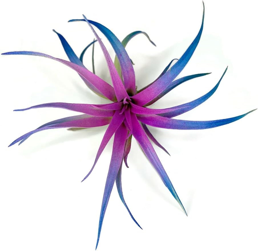 Colored Capitata Air Plant, Tillandsia, Airplant, Air Purification, House Plant, Home Decor & Gift, Live Plant (Rainbow)