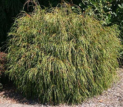 Thuja plicata 'Whipcord' (Western Arborvitae) Evergreen, #3 - Size Container