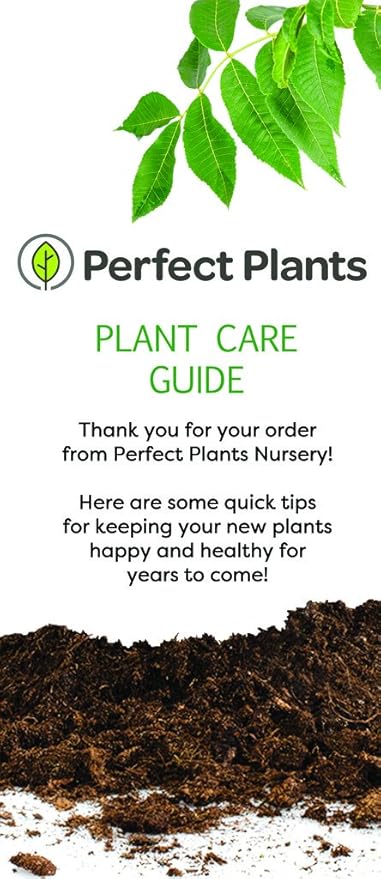 Perfect Plants Schilling Holly Live Plant, 1 Gallon, Includes Care Guide