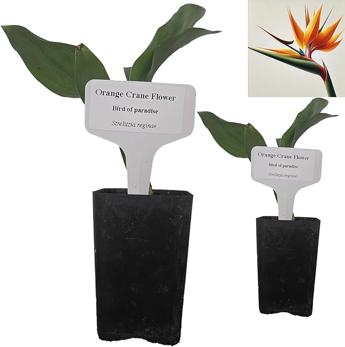 Bird of Paradise - Orange - Strelitzia Reginae. (2 Orange BoP in Cup)