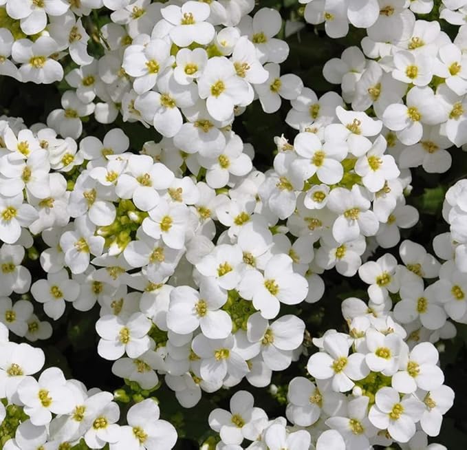 250+ White Rockcress Flower Seeds Ground Cover Garden Non-GMO