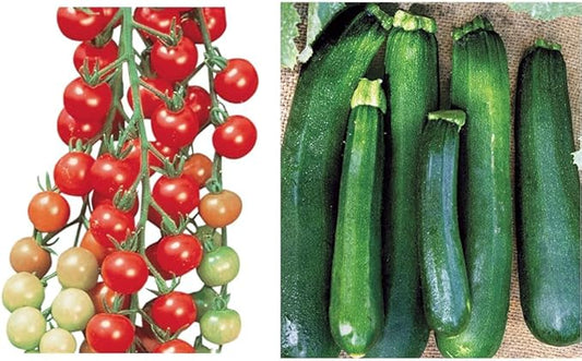 Burpee Super Sweet 100' Hybrid Cherry Tomato, 50 Seeds & Black Beauty Zucchini Summer Squash Seeds 100 Seeds