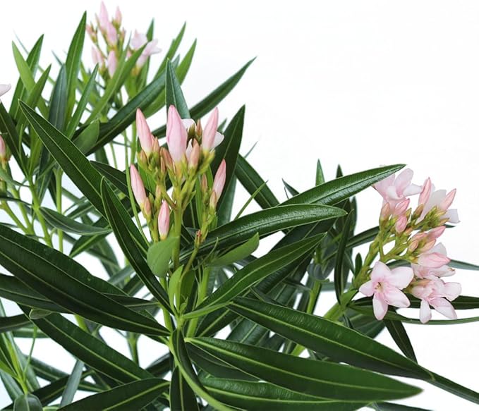 American Plant Exchange Oleander Bush, Dwarf, Petite Pink, Flowering Landscape Shrub, 10-Inch Pot, Live Outdoor Plant, 3-4ft Max Height, Hardy Evergreen Landscape Shrub