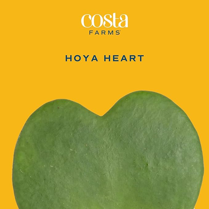 Costa Farms Hoya Heart Live Plant, Succulent-Like Houseplant in Cute Love You More Plant Pot, Potting Soil, 5-Inches Tall| Valentines Day Gift | Valentines Day Decoration