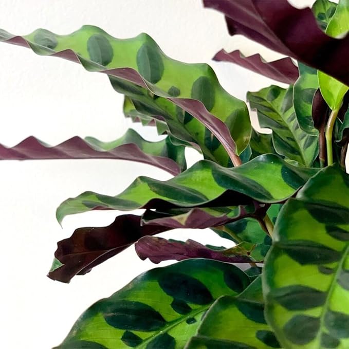 American Plant Exchange Calathea Rattlesnake, Lancifolia, Live Prayer Plant, Small 4-Inch Pot, Air-Purifying Indoor Houseplant, Tropical Home Décor