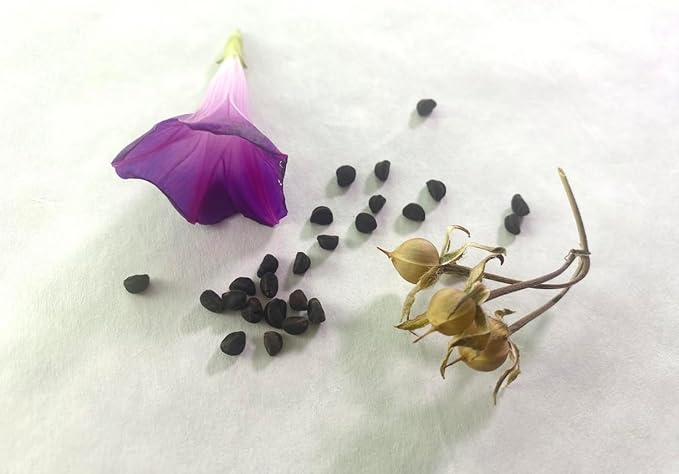 Grandpa OTT Purple Morning Blooming Vine Seeds - Approximately 165 Seeds