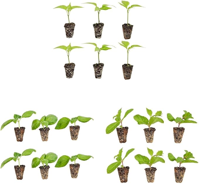 Bonnie Plants Jalapeno Pepper Plug, Live Plant, 3 Cubic in., 6-Pack & Sweet Basil Plug, Live Plant, 3 Cubic in., 6-Pack & Sweet Mint Plug, Live Plant, 3 Cubic in., 6-Pack