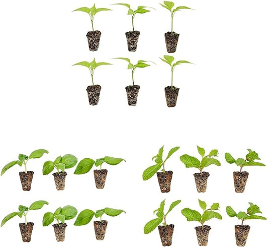 Bonnie Plants Jalapeno Pepper Plug, Live Plant, 3 Cubic in., 6-Pack & Sweet Basil Plug, Live Plant, 3 Cubic in., 6-Pack & Sweet Mint Plug, Live Plant, 3 Cubic in., 6-Pack