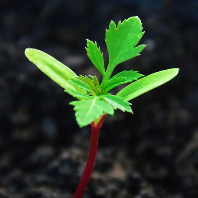 Seed Needs Crackerjack Marigold Seeds for Planting - Heirloom & Open Pollinated Annual Flowers - Plant a Butterfly Garden to Attract Pollinators (5 Packs (1,250 Seeds))