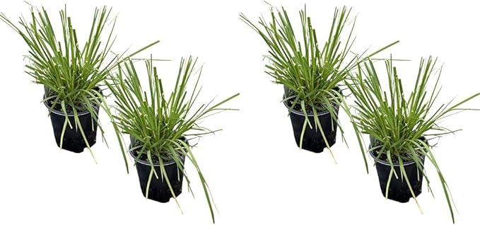 Live Perennial Pampas Grass - Assorted White and Pink (2 Per Pack), Showy Accent Plant, 12" Tall by 6" Wide in 1.5 Quart Pot (Pack of 2)