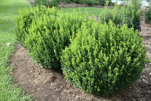 Proven Winners - Buxus micro. Sprinter (Boxwood) Evergreen, , #2 - Size Container