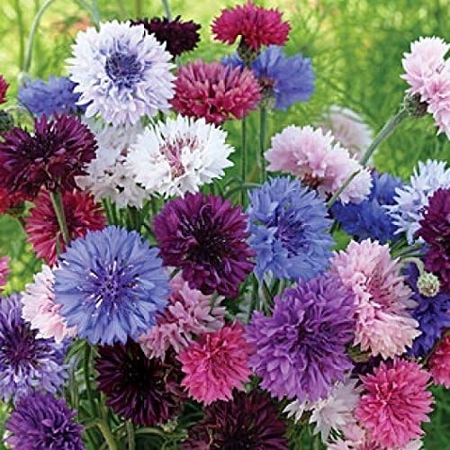 Non GMO Bulk Cornflower/Bachelor Button Seeds - Tall Mix Centaurea cyanus (10 lbs)