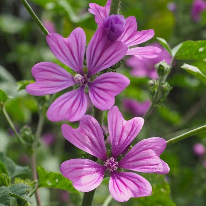 Outsidepride 1000 Seeds Perennial Malva Sylvestris Purple French Hollyhock Zebrina Flower Seeds for Planting