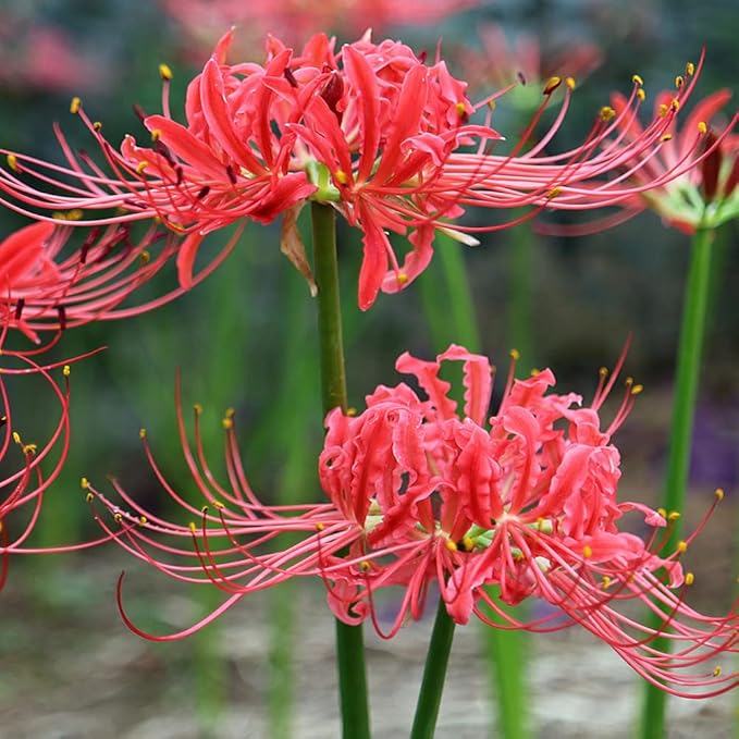 3pcs Red Lycoris Radiata Bulbs Nerine Bowdenni Bulbs Red Bowden Lily Bulbs Red Spider Lily Hardy Easy to Plant Red Cornish Lily Bulbs