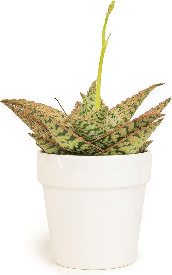 Live Aloe Plant Succulents, Star Aloe Plants Live with White Planter, Succulents Plants Live in Potting Soil Mix, Potted Succulents Live Plants, Cactus Plants Live Succulent Plants by Plants for Pets