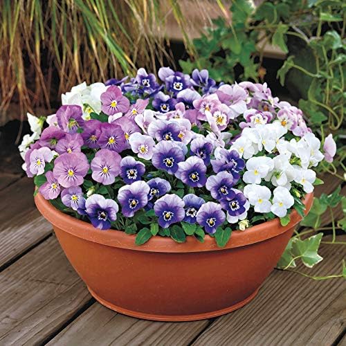 Park Seed Viola Flower Plant Seeds, Easy to Grow, Perfect for Spring Garden, Admire Spring Fling, Pack of 25