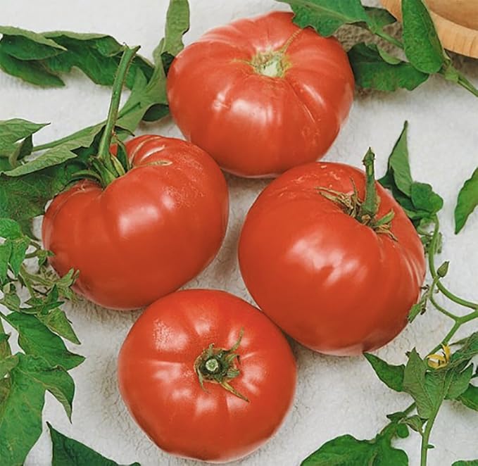 Watermelon Beefsteak Tomato Seeds - Large Tomato - Delicious Tomato for Home Growing