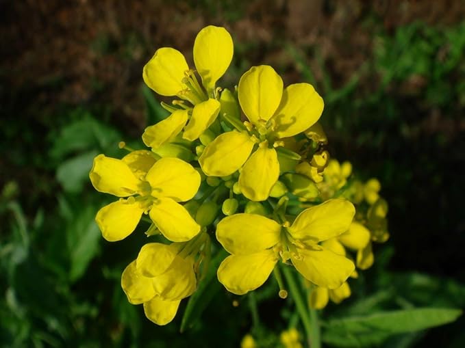 Seeds Vegetable Black Mustard - 500 Seeds