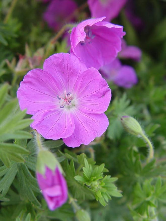 Geranium sanguineum 'New Hampshire' (Cranesbill) Perennial, blue flowers, 1 - Size Container