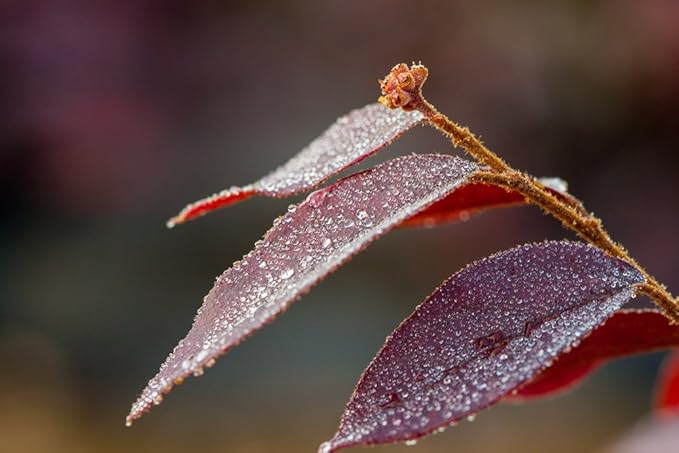 Zhuzhou LOROPETALUM - Size: 1 Gallon, Live Plant, Includes Special Blend Fertilizer & Planting Guide