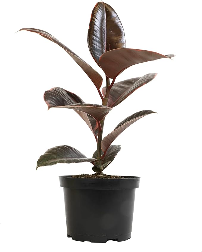 6" Ficus Ruby, Variegated Rubber Plant, Real House Plants, Desk Plants Live, Plant Decor for Bedroom, Floor Plants, Real Plants Indoor Live Plants Indoor Plants Live Houseplants by Plants for Pets