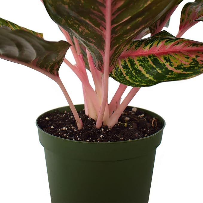 AMERICAN PLANT EXCHANGE Aglaonema Garnet Coltrane, 6-Inch Pot, Easy to Care Indoor Houseplant, Tropical Foliage Exotic Live Plant for Home Office & Garden Décor