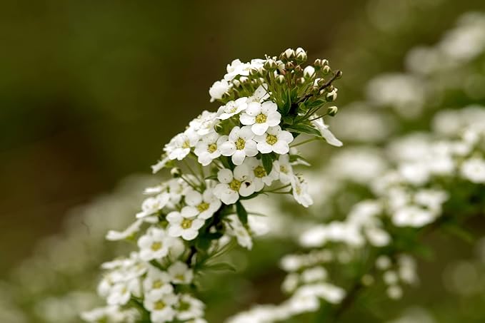 25 Slightly Assorted Flower Seed Packets - Includes 10+ Varieties - May Include: Forget Me Nots, Pinks, Marigolds, Zinnia, Wildflower, Poppy, Snapdragon and More - Made in the USA