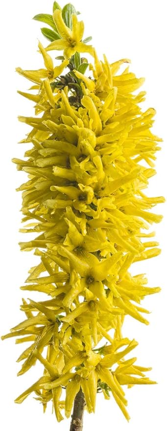 Proven Winners - Forsythia Show Off Sugar Baby (Forsythia) Shrub, yellow flowers, #2 - Size Container