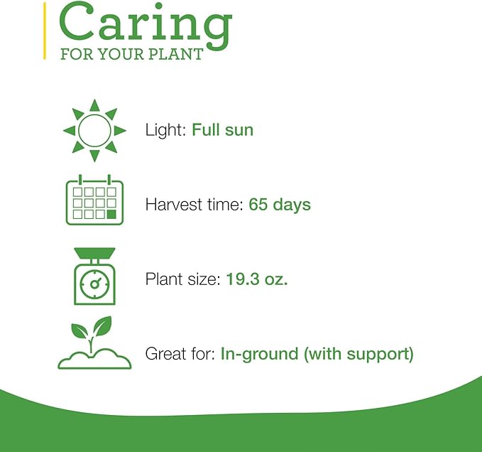 Bonnie Plants 202188 Super Sweet 100 Cherry Tomato, Red