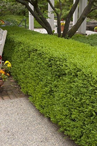 Buxus micro. 'Winter Gem' (Boxwood) Evergreen, shiny green foliage, #2 - Size Container