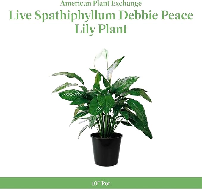 American Plant Exchange Spathiphyllium Peace Lily Live Plant, Large 10-Inch Pot, Indoor Flowering Houseplant, Easy Care, Low Light, Perfect for Home & Office, Housewarming, Sympathy Gift
