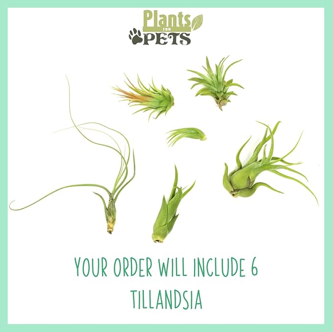 Tillandsia Air Plants Live Indoor Plants (6PK), Airplants Variety Live Plant Kit, Tropical Plants Live Houseplants, Air Plant Live Succulents Plants Live Plants Indoor House Plants by Plants for Pets