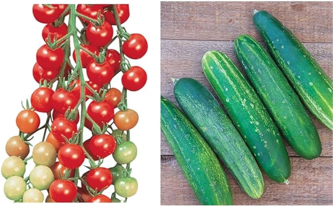 Burpee Super Sweet 100' Hybrid Cherry Tomato, 50 Seeds & Straight Eight Slicing Cucumber Seeds 200 Seeds