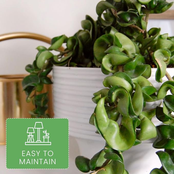 American Plant Exchange Live Hindu Rope Plant, Hoya Carnosa Compacta Plant, Krinkle Kurl Plant, Wax Plant, Plant Pot for Home and Garden Decor, 4" Pot