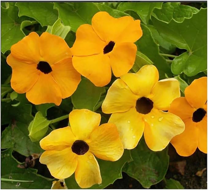 Climbing Vines Seeds - Colorful Mixture of Morning Blooming Vine, Nasturtium, Black Eyed Susan Vine and Sweet Pea Vines Seeds