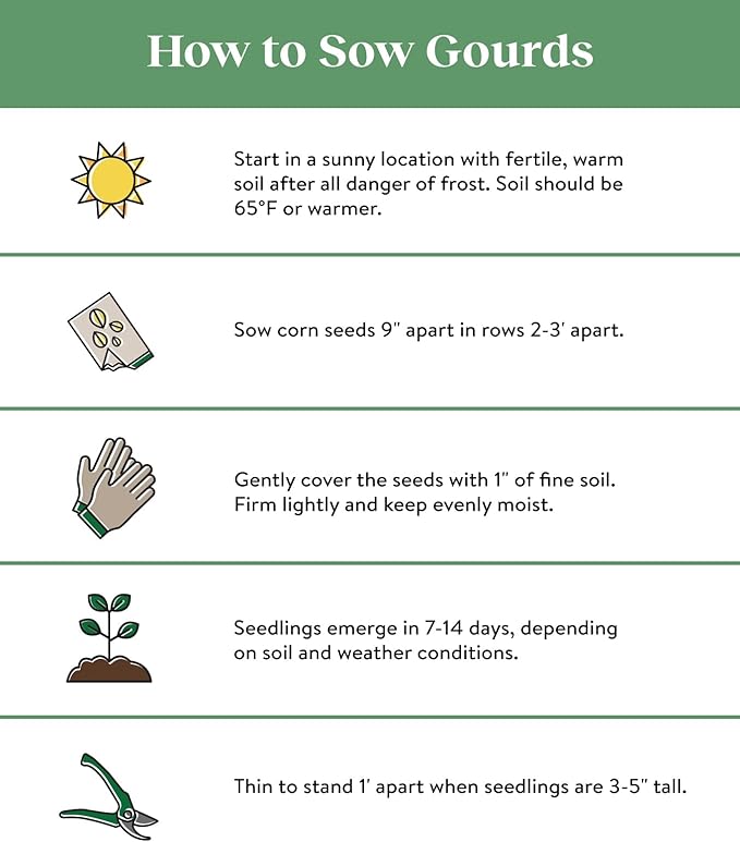 Burpee Peaches & Cream Sweet Corn Seeds 200 seeds