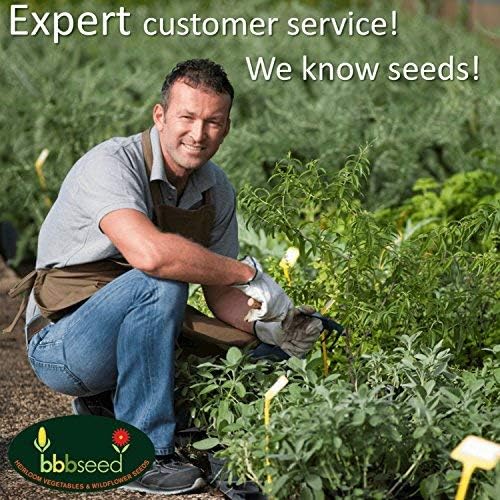 Fragrant Wildflower Seeds Mix - 1oz, Aromatic Annual and Perennial Wildflower Seeds – Create The Perfect Garden with Non-GMO Natural Seeds!