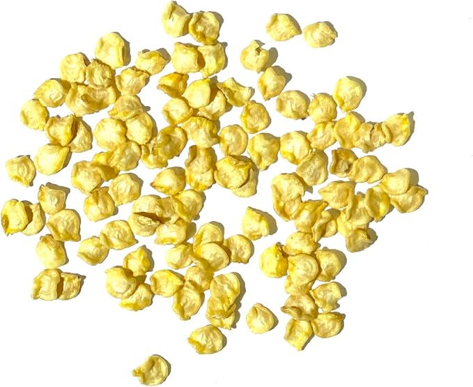 Seed Needs, Chocolate Habanero Pepper Seeds - 60 Heirloom Seeds for Planting Capsicum chinense - 100,000 to 350,000 Scoville Units, Non-GMO & Untreated (5 Packs)