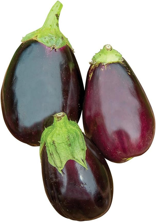 Burpee Black Beauty Eggplant Seeds 100 seeds