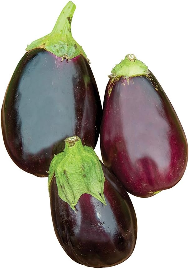 Burpee Black Beauty (Organic) (Heirloom) Eggplant Seeds 50 seeds