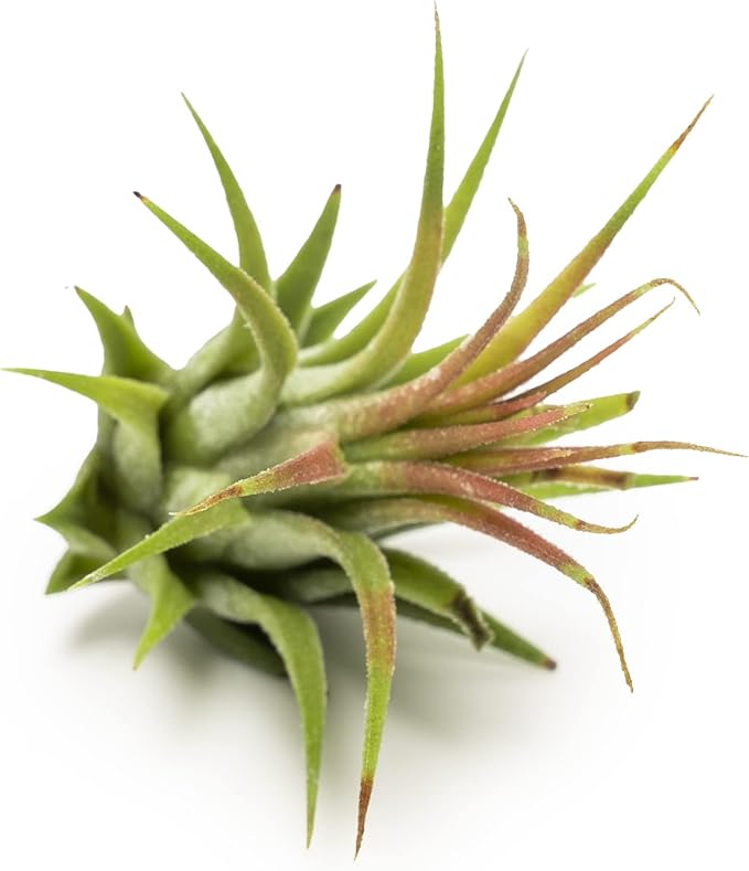 Altman Plants, 12 Air Plant Variety Pack - Small Tillandsia Terrarium Kit - Assorted Species of Live Tillandsia Tropical House Plants for Sale, 2 to 5 Inches Each - Air Plants for Indoor Home Decor