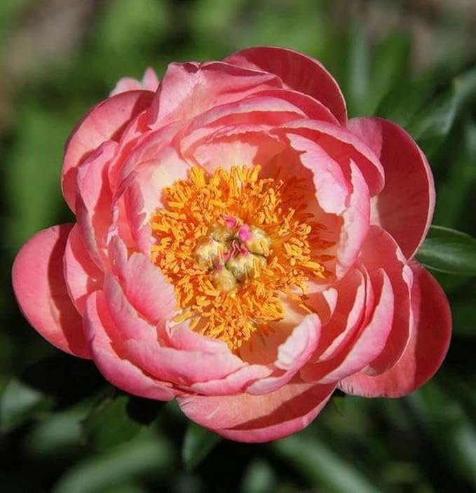 Peony Mix 25+ Seeds Flowers Planting for Outdoor Indoor