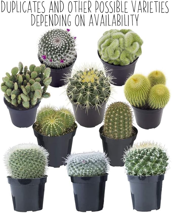 Cactus Plants Live in Clay Pots for Plants (3 PK), Live Cactus in Cactus Soil Potting Mix, Mini Cactus Succulents Plants Live Cacti, Cactus Live Succulents in Succulent Cactus Pot by Plants for Pets