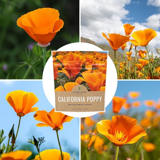 California Orange Poppy Wildflower Seeds - Bulk 1 Ounce Packet - Over 20,000 Native Seeds - California State Flower!