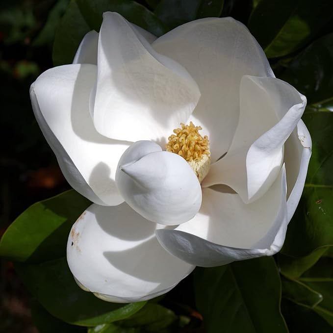 Southern Magnolia Seeds Magnolia Grandiflora Flowering Evergreen Ornamental Tree Fragrant Landscpaes Shage Trees Windbreaks Outdoor 10Pcs Flower Seeds by YEGAOL Garden