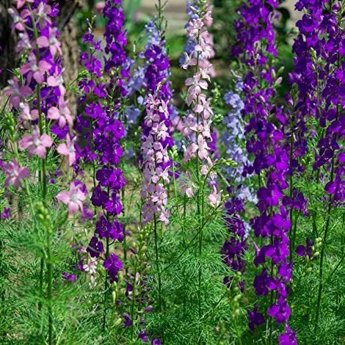 Outsidepride 1000 Seeds Delphinium Rocket Larkspur Wild Flower Seed Mix for Planting