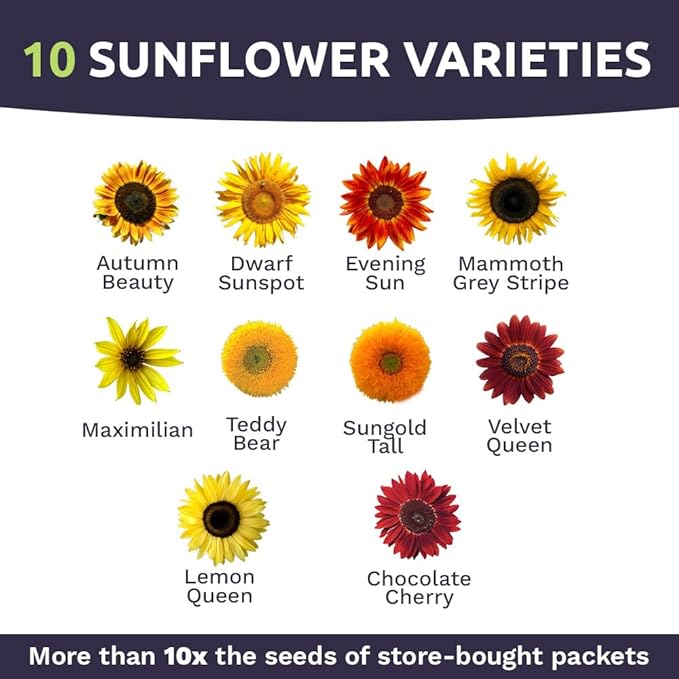 Bulk Sunflower Seeds - Variety Mix 10 Types of Beautiful Sunflowers - 1/4 Pound Bag Open Pollinated Sunflower Seeds for Planting