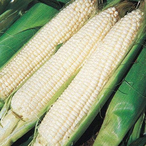 Park Seed Variety of Corn Vegetable Seeds, Plant Seeds, Easy to Grow, Perfect for Harvesting, Silver Queen Hybrid, Pack of 200